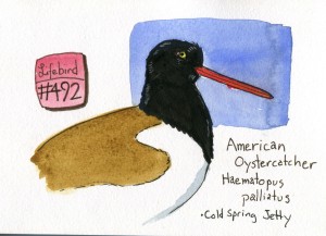 American Oyster catcher