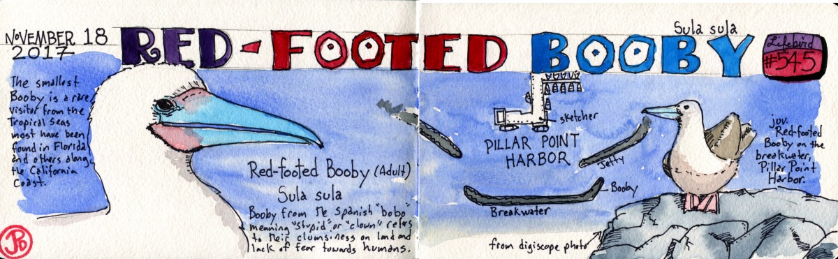 Red-footed Booby – Corvid Sketcher